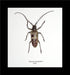 framed Javan beetle