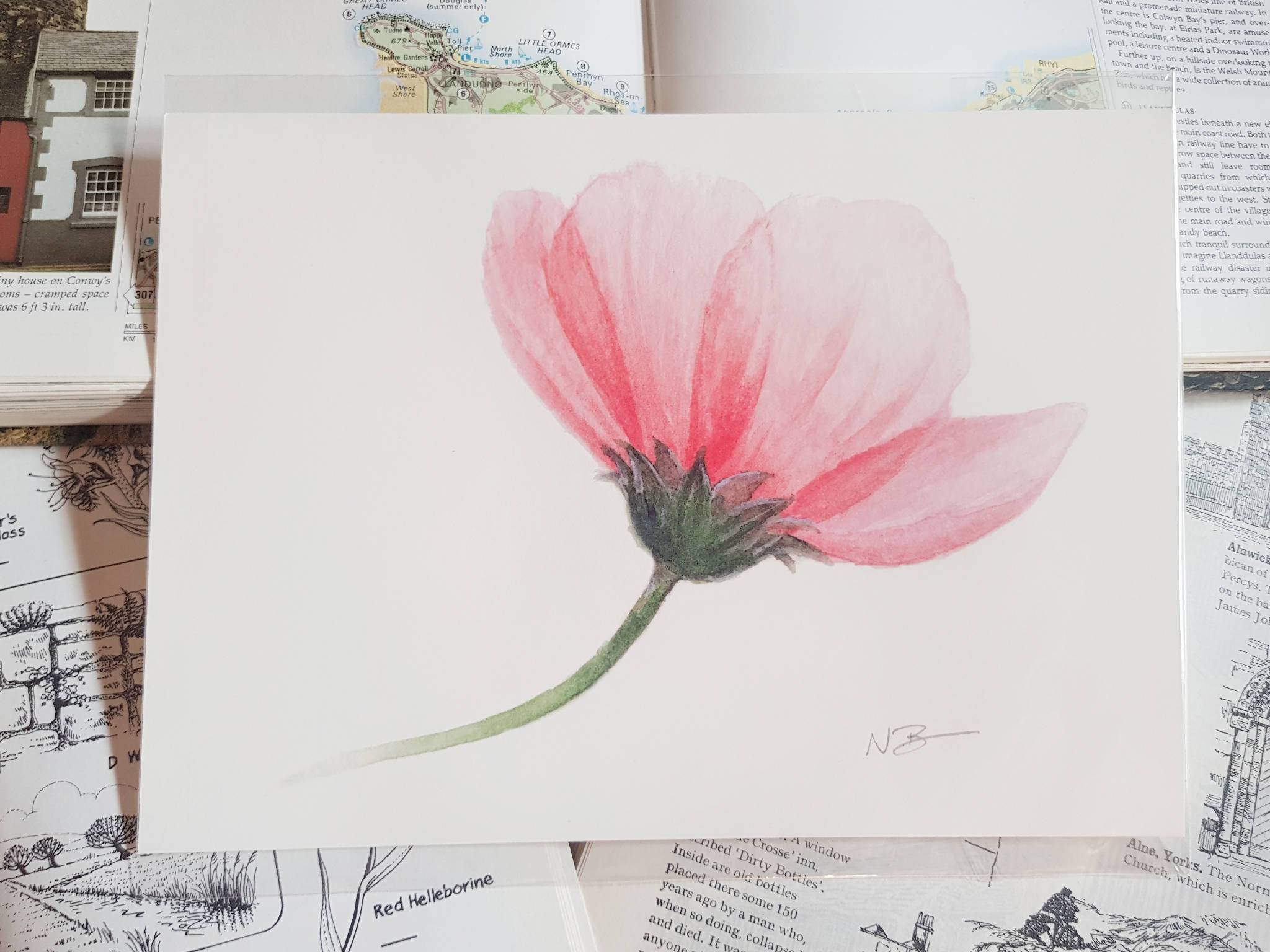 Hand-painted watercolour print of a pretty pink flower