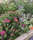 40 x Wildflower Seed Bombs| Eco Friendly| Easy Gardening| Bee Friendly| RHS Perfect Pollinators