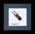 real stag beetle in 16x16framr