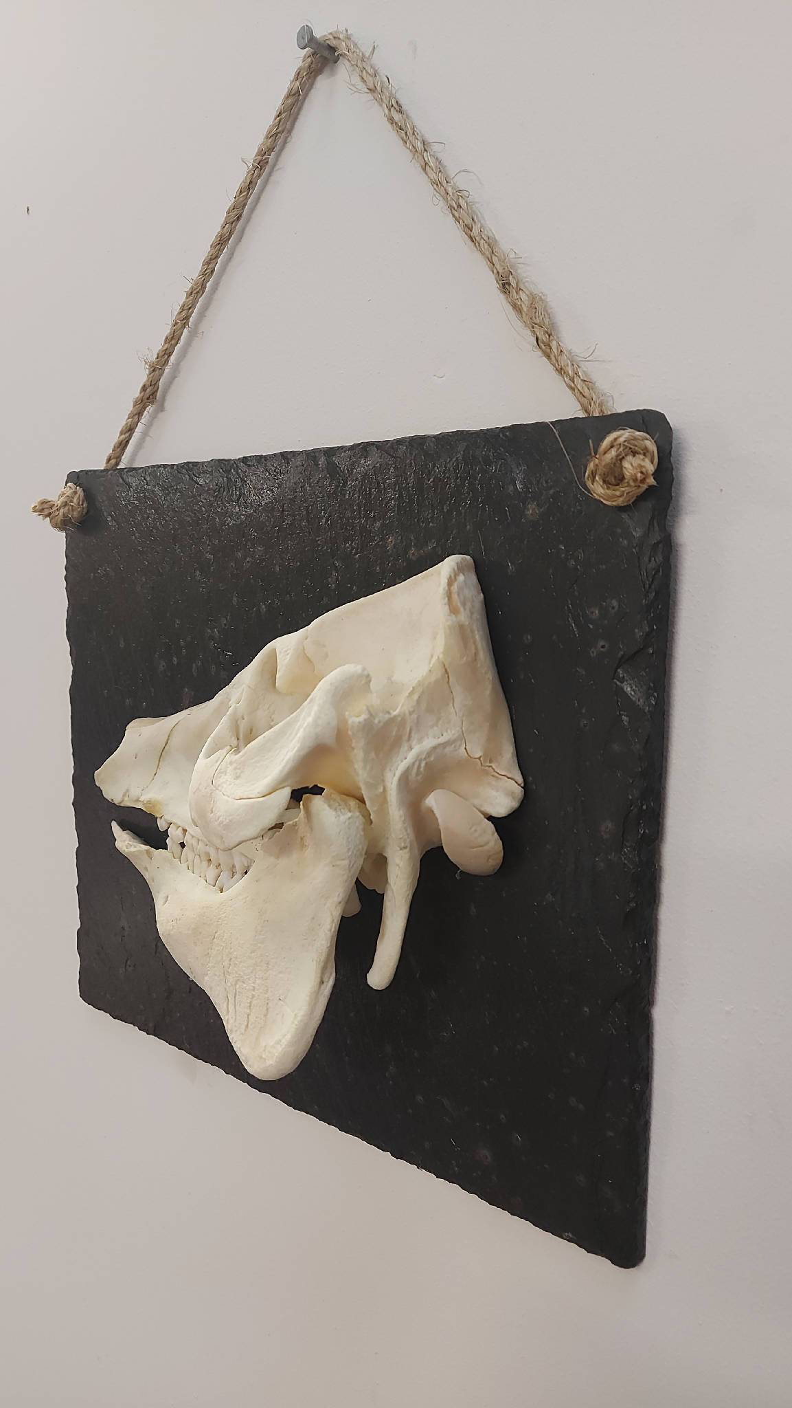 Domestic Pig Skull Displayed on Welsh Slate