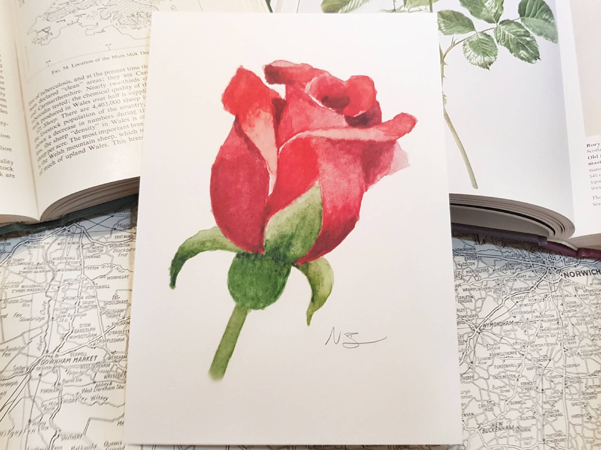 Hand-painted watercolour print of a red rose