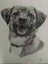 Graphite custom pet portrait drawing sketch