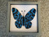 Quilled blue butterfly art