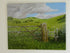 Pembrokeshire Spring Meadow